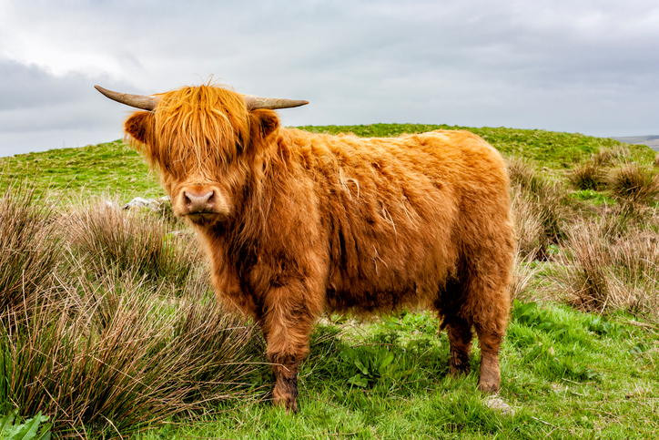 Highland Cow Price