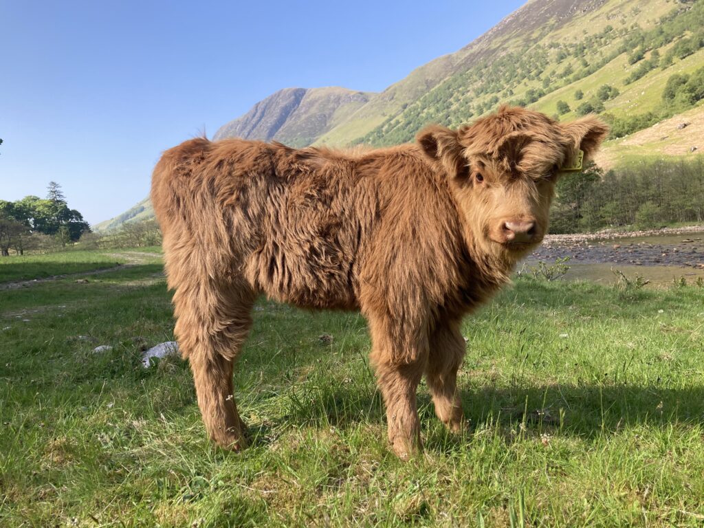 Highland Cow Price
