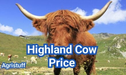How Much Does a Highland Cow Cost? U.S. Price Guide