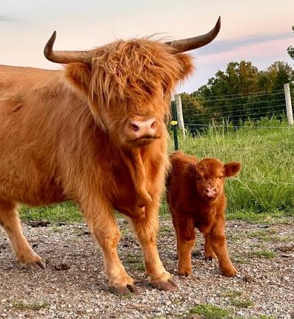 Highland Cow Price