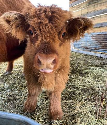 Highland Cow Price