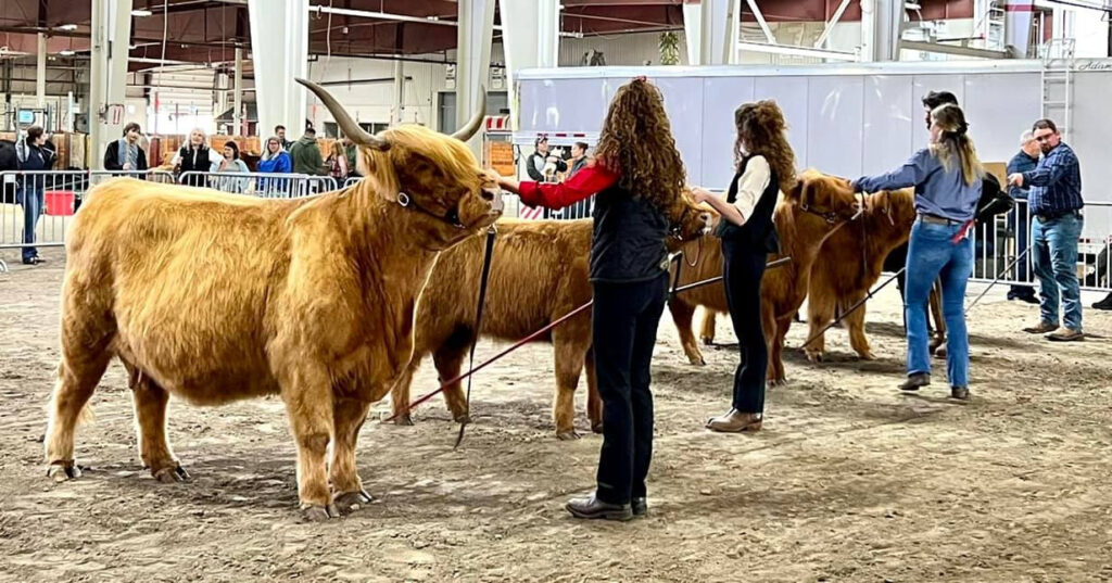 Highland Cow Price