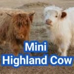 Mini Highland Cow: Real Size, Genetics & Buyer Guide