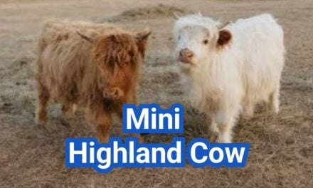 Mini Highland Cow: Real Size, Genetics & Buyer Guide
