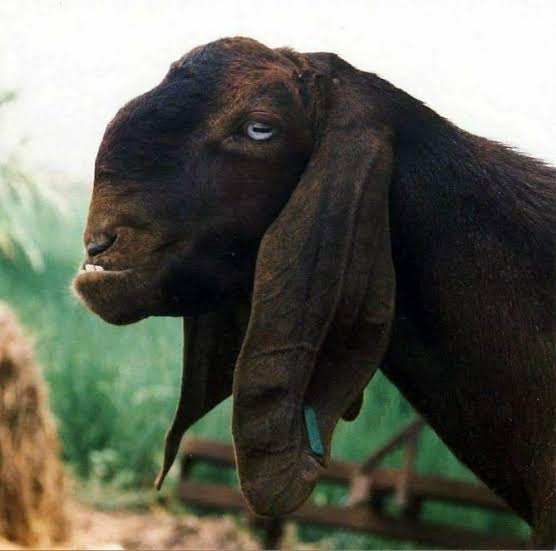 Damascus Goat for Sale