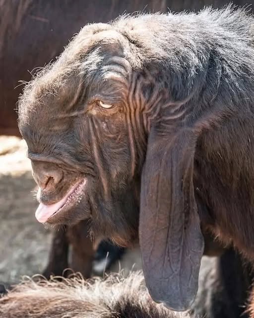 Damascus Goat for Sale