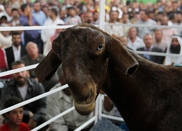 Damascus Goat for Sale