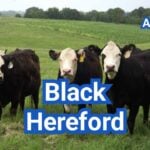 Black Hereford Cattle: Traits & Black Baldy Differences