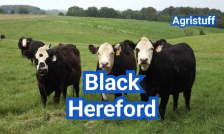 Black Hereford Cattle: Traits & Black Baldy Differences