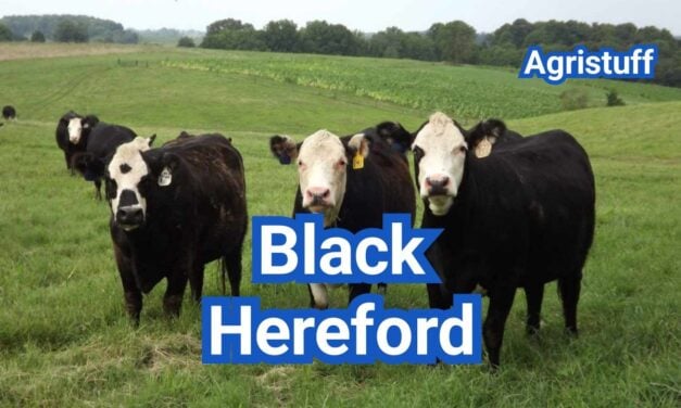 Black Hereford Cattle: Traits & Black Baldy Differences