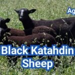 Black Katahdin Sheep: Color Genetics & Breed Standards