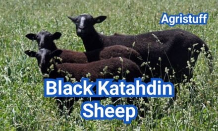 Black Katahdin Sheep: Color Genetics & Breed Standards