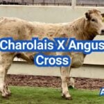 Charolais Angus Cross: Calving, Color & Beef Performance