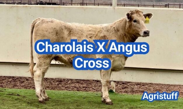 Charolais Angus Cross: Calving, Color & Beef Performance