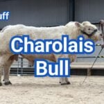 Charolais Bull: Weight, EPDs, Fertility & Breeding Guide