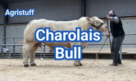 Charolais Bull: Weight, EPDs, Fertility & Breeding Guide