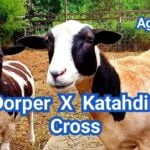 Dorper–Katahdin Cross Sheep: Traits, Growth & Breeding