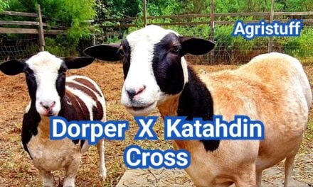 Dorper–Katahdin Cross Sheep: Traits, Growth & Breeding
