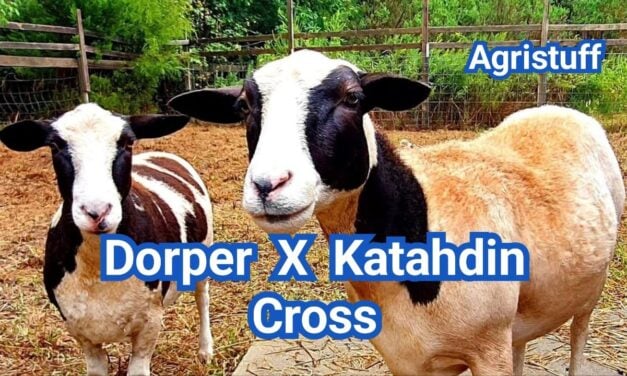 Dorper–Katahdin Cross Sheep: Traits, Growth & Breeding