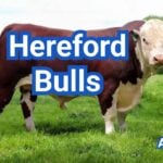 Hereford Bulls: Weight, EPDs, Fertility & Breeding Guide