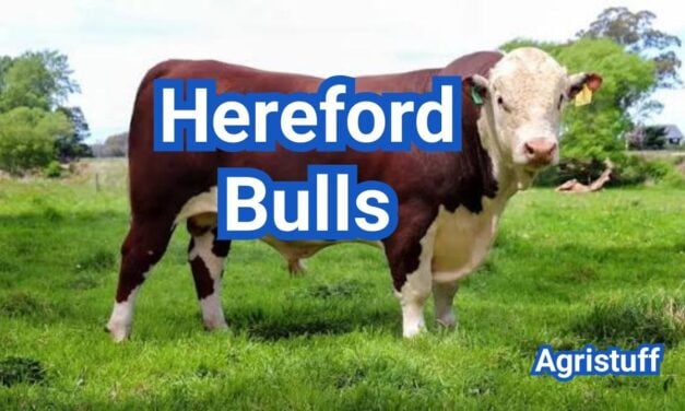 Hereford Bulls: Weight, EPDs, Fertility & Breeding Guide
