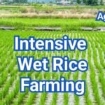 Intensive Wet Rice Farming: Meaning, Regions & Methods