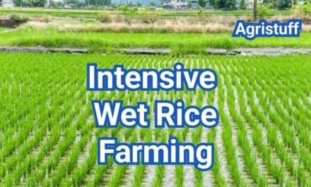 Intensive Wet Rice Farming: Meaning, Regions & Methods