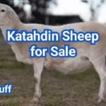 Katahdin Sheep for Sale: U.S. Prices & Buyer Checklist