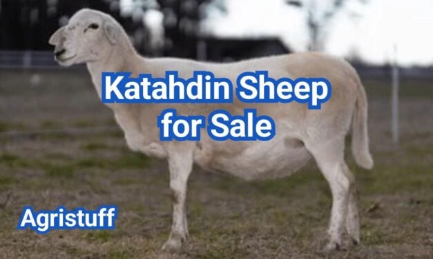 Katahdin Sheep for Sale: U.S. Prices & Buyer Checklist