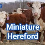 Miniature Hereford Cattle: Size, Traits, Care & Uses