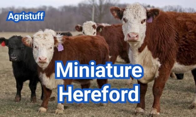 Miniature Hereford Cattle: Size, Traits, Care & Uses