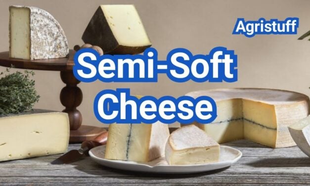 Semi-Soft Cheese: Types, Examples, Texture & Best Uses