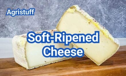 Soft-Ripened Cheese: Rinds, Ripening Stages & Examples