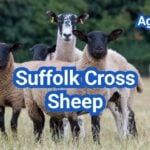 Suffolk Cross Sheep: Breed Pairings & Terminal-Sire Plans