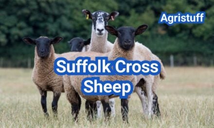 Suffolk Cross Sheep: Breed Pairings & Terminal-Sire Plans