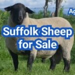 Suffolk Sheep for Sale: U.S. Prices & Buyer Checklist