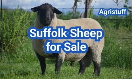 Suffolk Sheep for Sale: U.S. Prices & Buyer Checklist