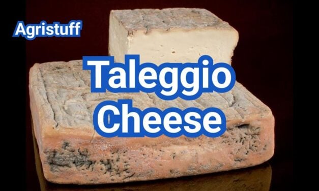 Taleggio Cheese: Taste, Rind, Uses & Best Substitutes