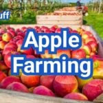How to Start Apple Farming Successfully in the US Today