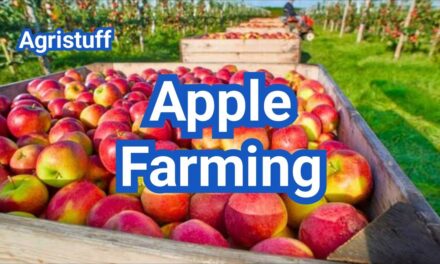 How to Start Apple Farming Successfully in the US Today
