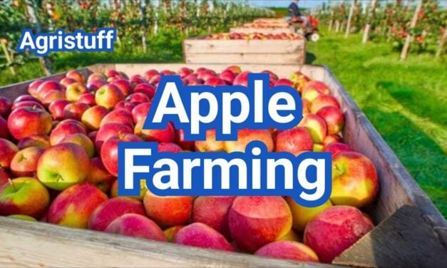How to Start Apple Farming Successfully in the US Today