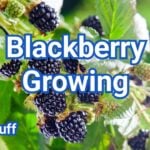 Blackberry Growing: How to Grow Healthy Berries at Home
