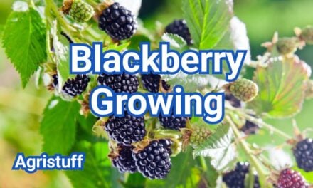 Blackberry Growing: How to Grow Healthy Berries at Home
