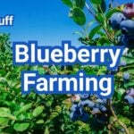 How to Start Blueberry Farming: A Beginner’s Guide