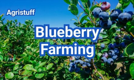How to Start Blueberry Farming: A Beginner’s Guide