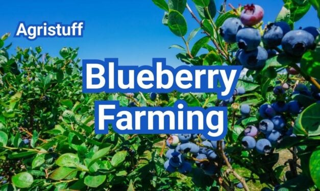 How to Start Blueberry Farming: A Beginner’s Guide