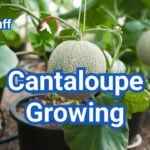 How to Master Cantaloupe Growing in Your Home Garden