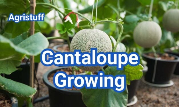 How to Master Cantaloupe Growing in Your Home Garden