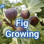Fig Growing Tips: How to Grow Figs in Your Backyard