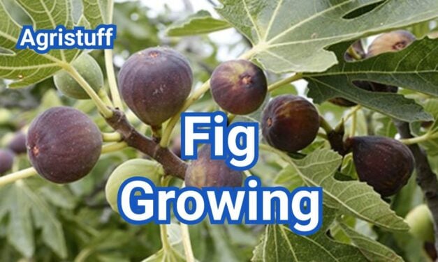 Fig Growing Tips: How to Grow Figs in Your Backyard